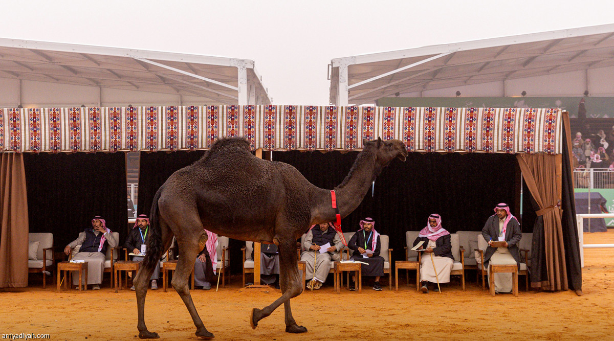 عرض وترقّب